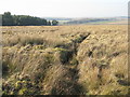 NT0247 : Moorland near Firpark by M J Richardson