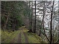 NH5123 : Forestry track by Loch Ness by valenta