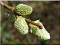 SO7538 : Pussy willow catkins by Philip Halling