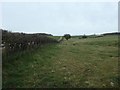 SE1986 : Hedged and fenced field boundary, west of Rookwith by Christine Johnstone