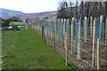 NT3537 : Newly planted trees by Walkerburn cyclepath by Jim Barton