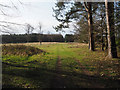 TL7793 : Grassy track leaving patch of woodland by David Pashley