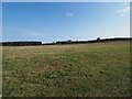 TL7893 : Breckland landscape by David Pashley