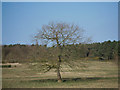 TL7893 : Lone Oak tree by David Pashley