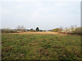 TL7893 : View between Blackthorn hedges by David Pashley