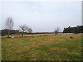 TL7793 : Breckland landscape by David Pashley