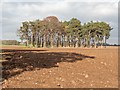 NH5750 : Scots Pine at Blairdhu by valenta