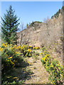 NN1989 : Forest road with gorse bushes by Trevor Littlewood