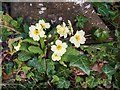 NH7967 : Primrose in the woodland by Cromarty House by valenta