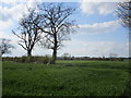 SK8063 : View towards Carlton on Trent by Jonathan Thacker