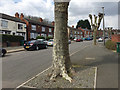 SP3477 : Humber Road with pollarded plane trees, Lower Stoke, Coventry by Robin Stott