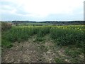 NZ1723 : Oil seed rape at Bolton Garths by Christine Johnstone