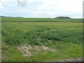 NZ1623 : Ripening oil seed rape off Hummerbeck Lane by Christine Johnstone