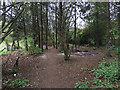 SP3477 : Degraded stand of trees between railway embankments, Lower Stoke, Coventry by Robin Stott