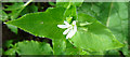 NJ2950 : Wood Stitchwort (Stellaria nemorum) by Anne Burgess