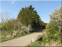  : Bridge over a ditch near Sedgefield by Malc McDonald