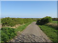 NZ3951 : Country lane near Ryhope by Malc McDonald