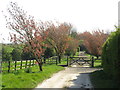 NZ3850 : Spring colour at Old Burdon, near Sunderland by Malc McDonald