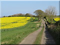 NZ3750 : Farm track and bridleway near Houghton-le-Spring by Malc McDonald