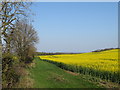 NZ3751 : Rape field near Sunderland by Malc McDonald