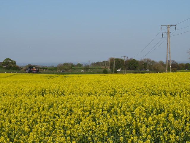 Pylons through a rape field near Sunderland