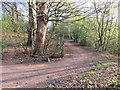 NZ3652 : W2W cycle route near Sunderland by Malc McDonald