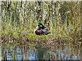 NH7676 : Mallard on Loch Kildary by valenta