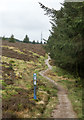 NT2844 : Path rising at edge of plantation by Trevor Littlewood