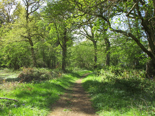 Path in Old Wood