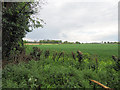 TL8999 : Winter cereal crop by David Pashley