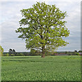 TQ6598 : Tree on Arable Land, near Ingatestone Hall Farm by Roger Jones