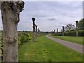 SK5473 : Tree lined avenue by St Winifred's Church by Graham Hogg