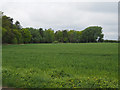 TL7797 : Arable crop near  Little Oak Covert by David Pashley