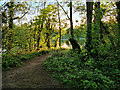 SD4725 : The Edge of a Flooded Claypit at Longton Brickcroft by David Dixon