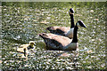 SD9900 : Geese and Goslings at Carrbrook by David Dixon