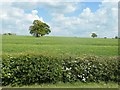 SP6296 : Trees at the west end of Tythorn Hill by Christine Johnstone