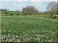 SP6694 : Clocking dandelions at Kibworth Bridge by Christine Johnstone