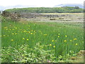 NM4439 : Yellow Flags by the shore by M J Richardson