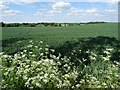 SO8055 : Wheatfield behind The Firs by Philip Halling