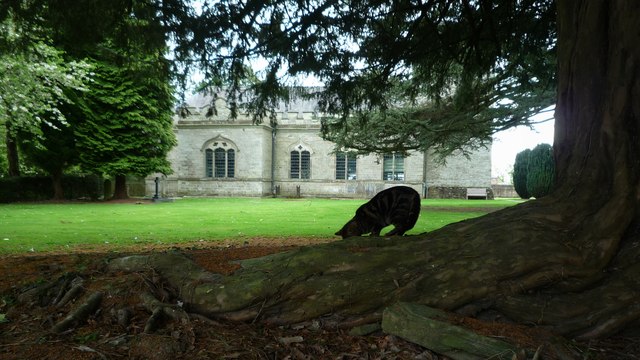 Cat at St. John the Evangelist's Church (Shobdon)