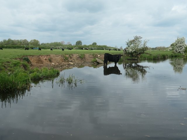 Bullock in the canal, between bridges 19 and 20