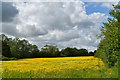 TM2456 : Buttercup meadow near Redhouse Farm by Simon Mortimer