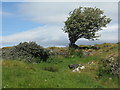 NM8240 : Rowan tree near Frackersaig by M J Richardson