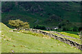 NY3002 : Lone tree with dry stone wall by Trevor Littlewood