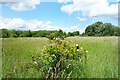 TQ0373 : Wild Roses on Staines Moor by Des Blenkinsopp