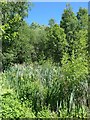 SE1638 : Flag iris, Denso Marston nature reserve by Christine Johnstone