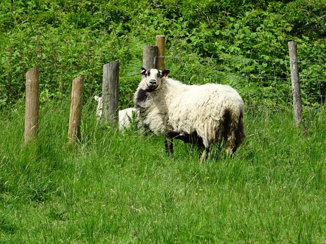 Sheep and lamb