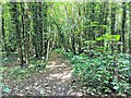 TV5598 : Footpath in Friston Forest by PAUL FARMER