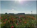 TM3959 : Poppies and borage at the end of Sloe Lane by Christopher Hilton