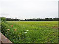 TF8801 : View across Maize crop by David Pashley